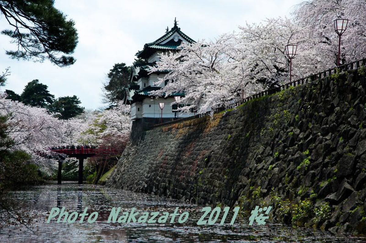 弘前城の桜